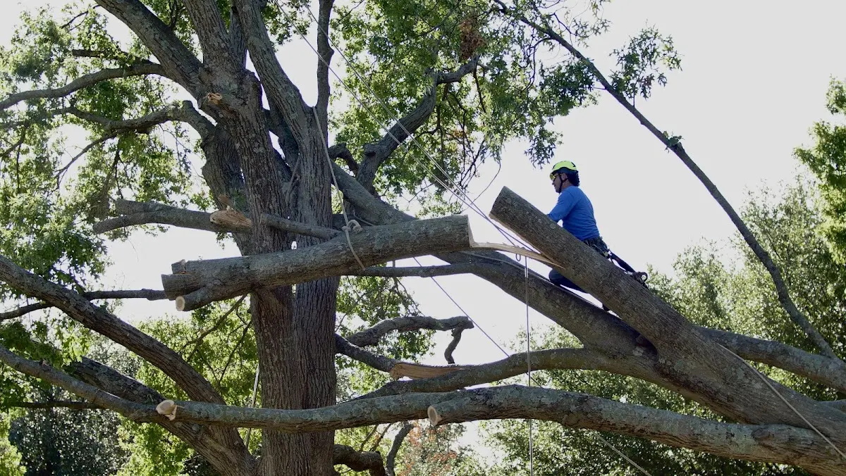 Professional Crown Thinning performed by certified arborists in Lock Springs