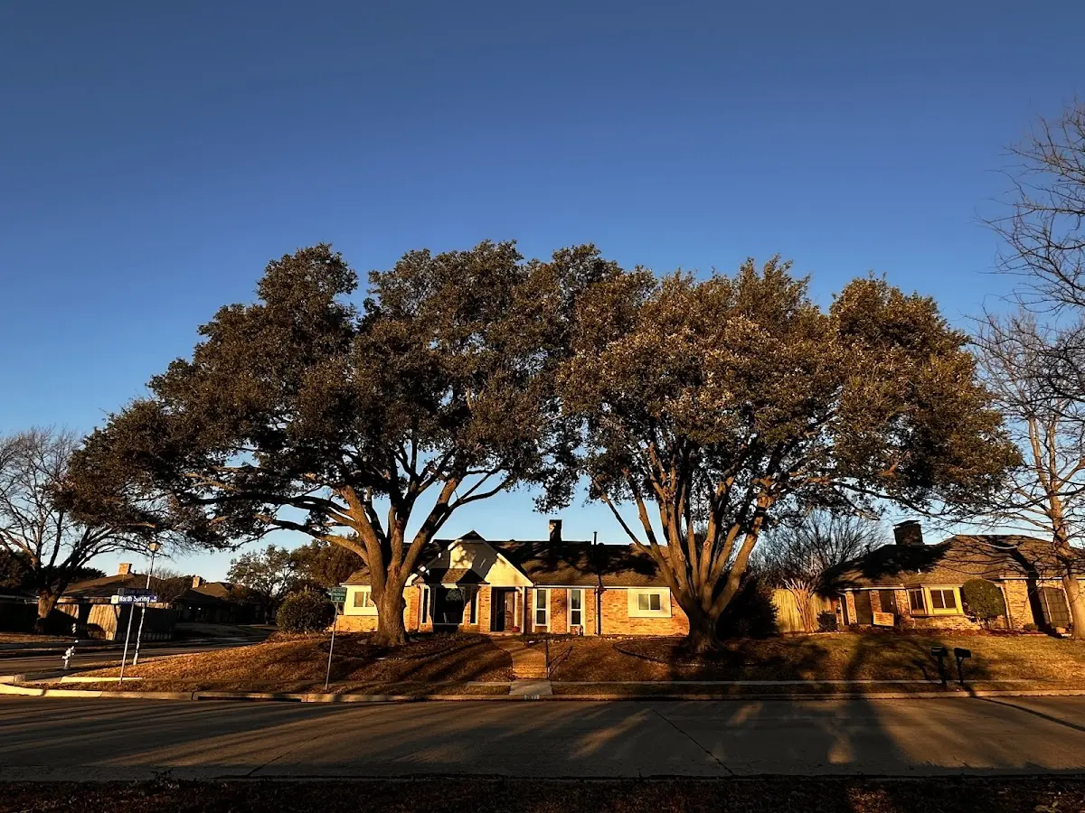 Established residential canopy tree shading a home in Lock Springs